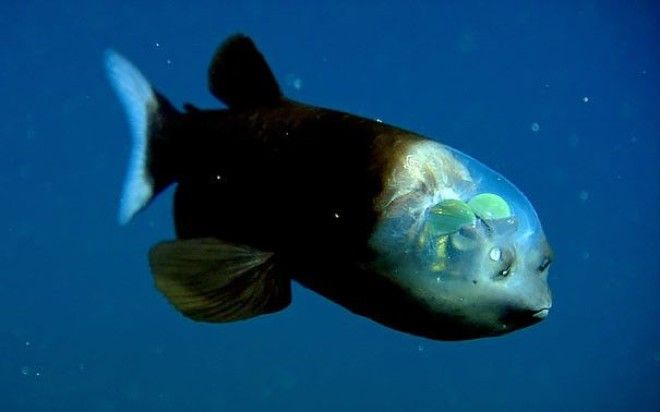 10 прозрачных животных которые действительно существуют
