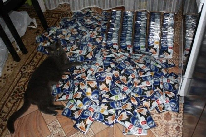 Счастье кошки выглядит примерно так Впрок запасливые люди запасы прикол юмор