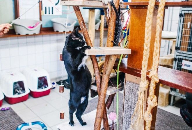 Амстердам приют для кошек на барже