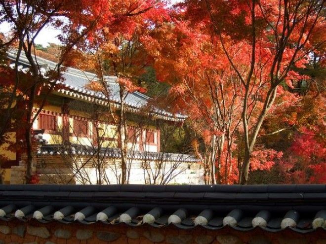 5 причин побывать в Южной Корее