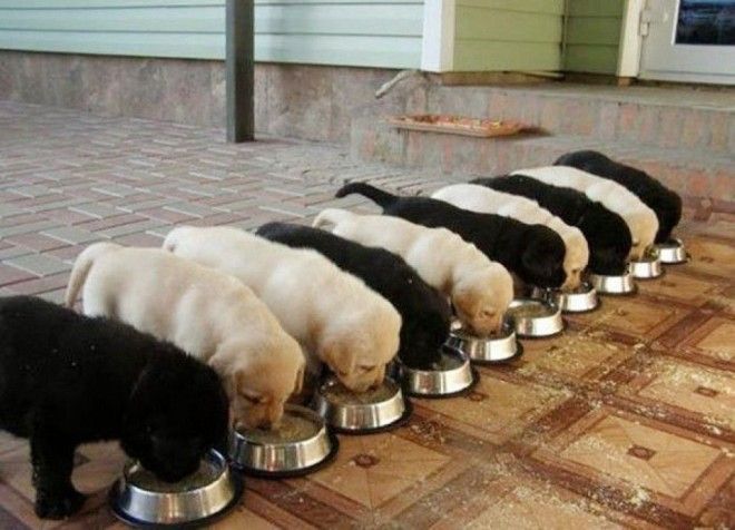 перфекционизм