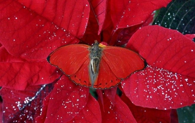 Максировщики 80го уровня из мира фауны