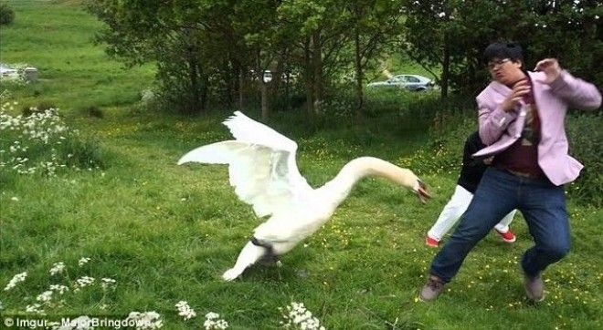 6 Лебеди как известно склонны к внезапной агрессии и этот мужчина усвоил урок животные неожиданности человек и животное