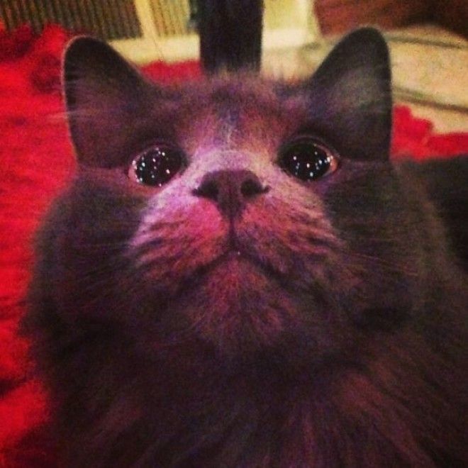 Первая новогодняя елочка домашние питомцы кот собака