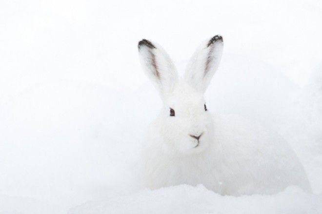 Максировщики 80го уровня из мира фауны