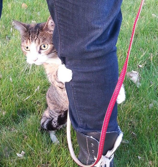 Уморительные реакции домашних питомцев на чтото новое домашние питомцы кот собака