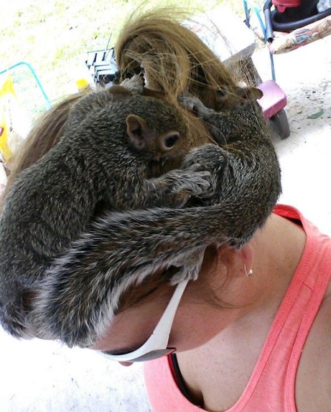 Или считалось диким но приручилось и теперь не хочется обратно домашние питомцы кот собака