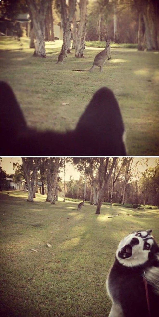 Уморительные реакции домашних питомцев на чтото новое домашние питомцы кот собака