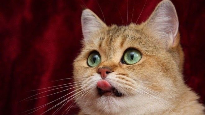 голодный кот