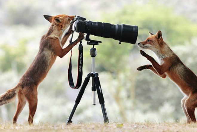 Фотосессия двух лисиц