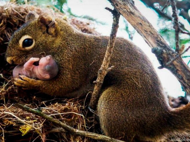 Белка с новорожденным бельчонком