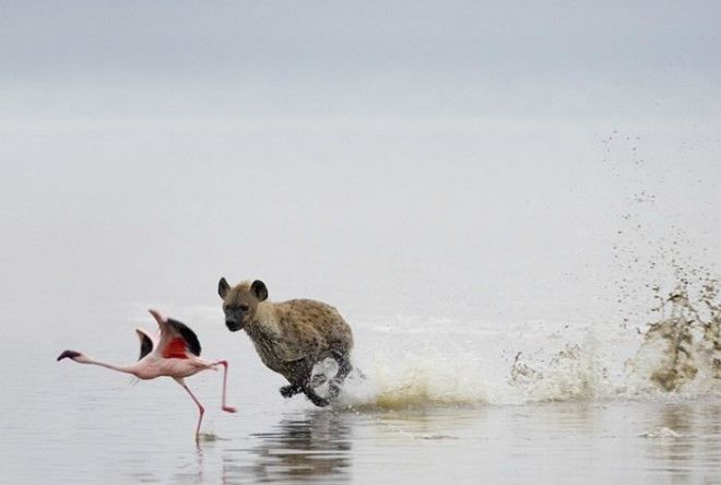 Смертельная погоня