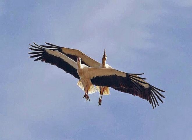 Красивый полет