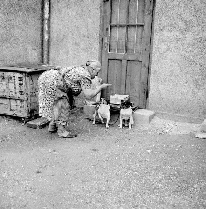 Непослушный пес. Германия, 1956 год. Непослушный пес Германия 1956 год