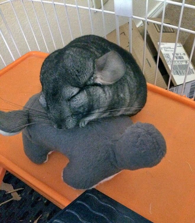 Домашние питомцы и мягкие игрушки