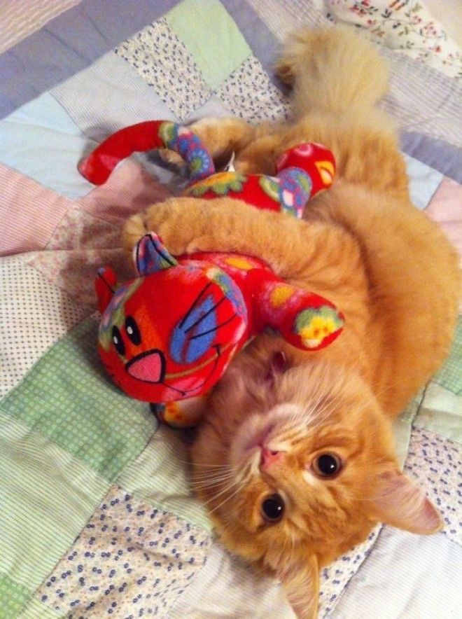 Домашние питомцы и мягкие игрушки