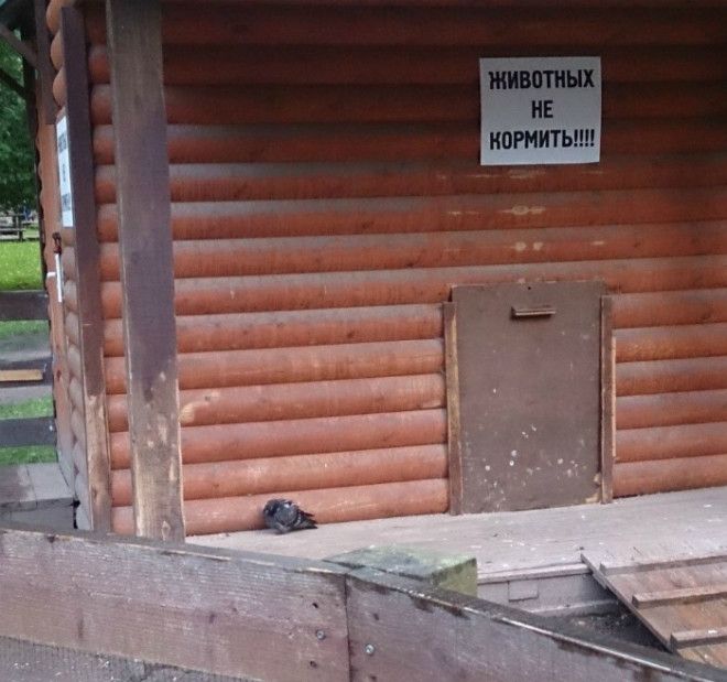 Животные на диете