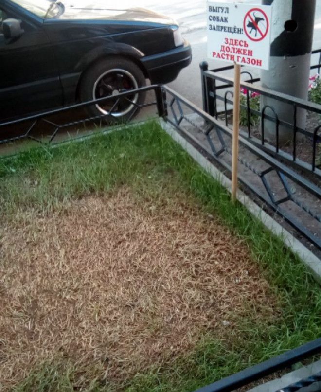 Газон никому ничего не должен