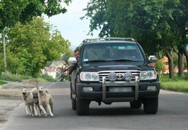 Прогулка с собаками