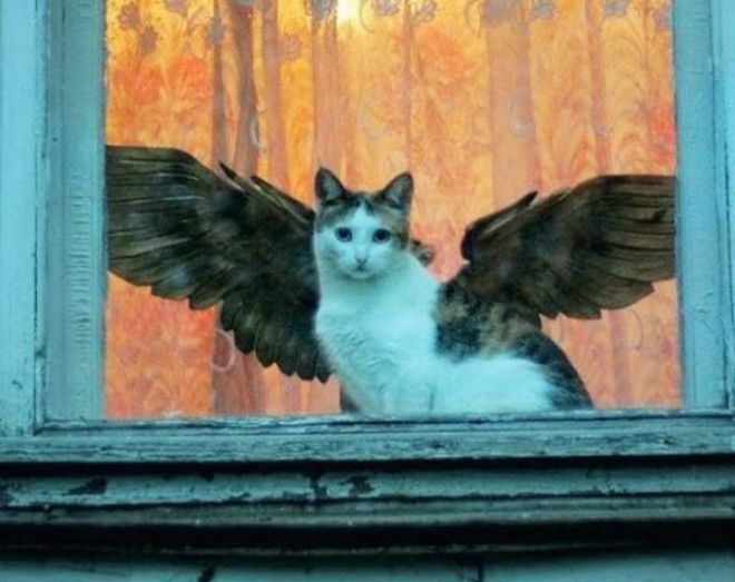 Крылатый кот. Крылатый кот