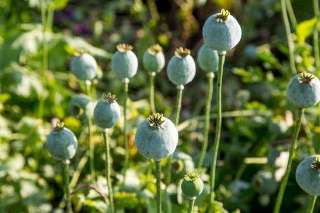 Этот древний опий