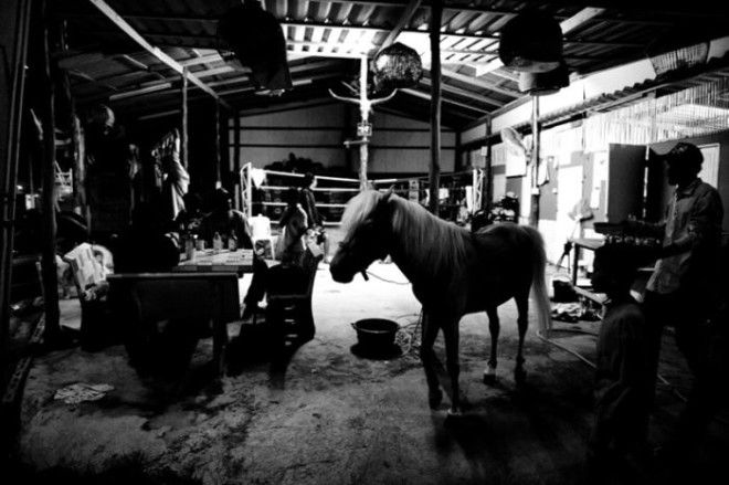 Дети Таиланда - профессиональные боксеры (26 фото)