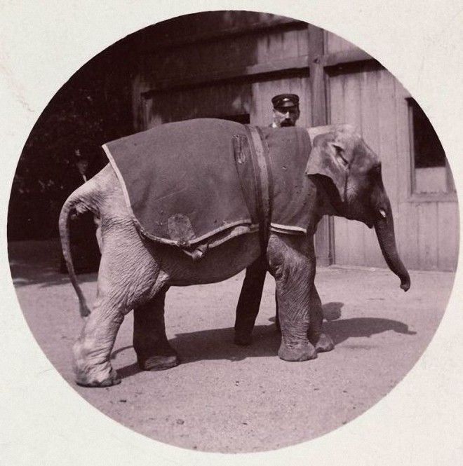 Kodak04 Первая компактная камера Кодак N1 Instagram 19 го века