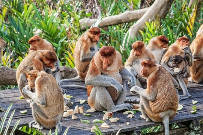 Обезьяны на острове Лангкави. Малайзия.