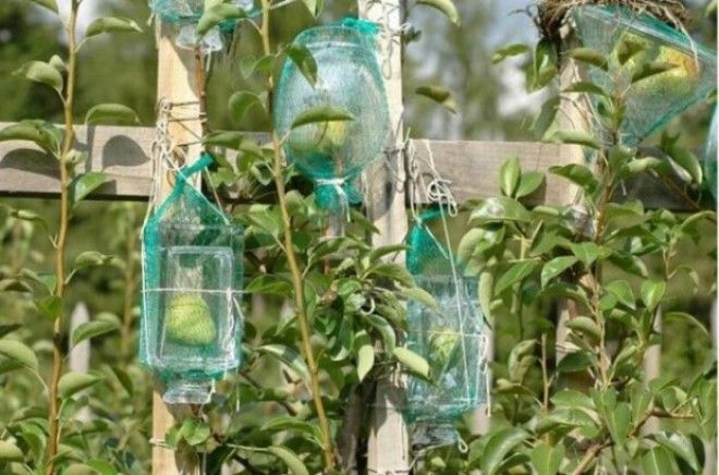 Как фрукты попадают в бутылки