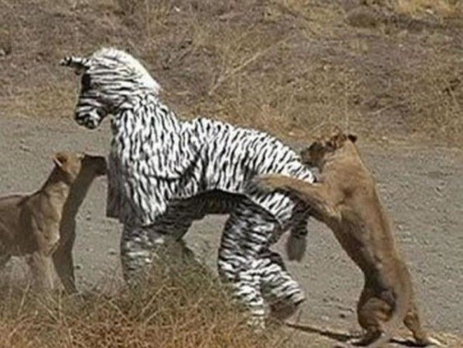 Львицам всеравно что перед ними не настоящая зебра