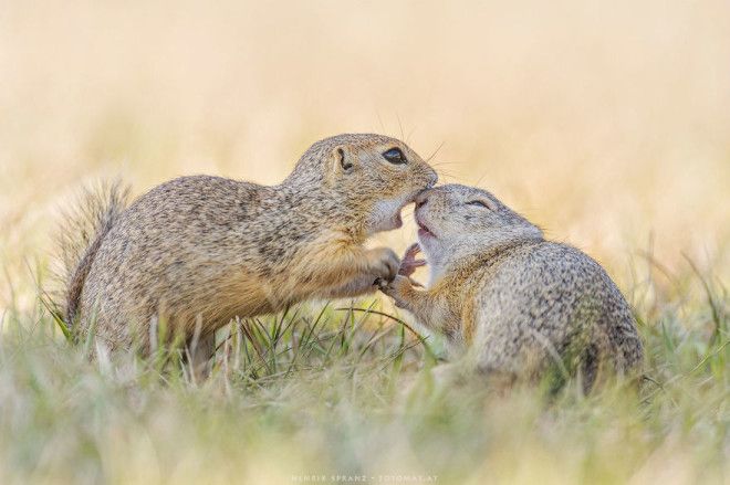 Суслики самые трогательные существа на свете