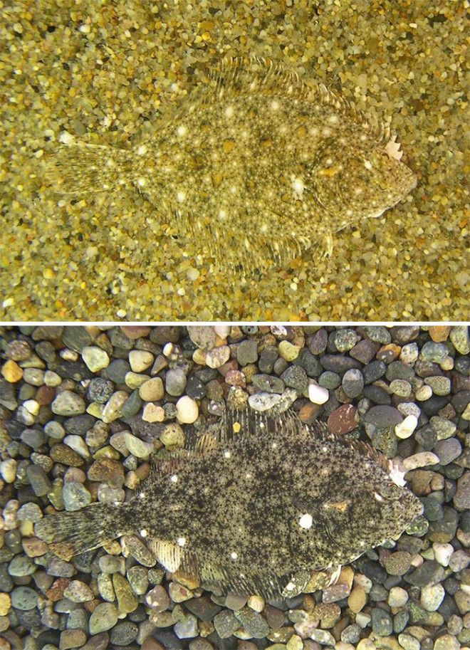 40 шокирующих фото о том как животные умеют маскироваться