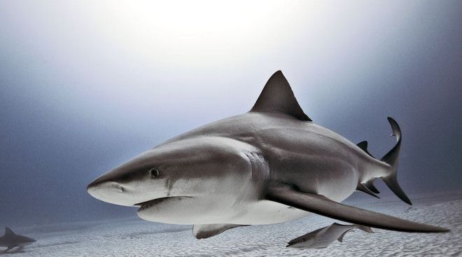 Тупорылая акула Нет не потому что глупая просто форма морды у них такая Тупорылая акула или акулабык водится обычно в прибрежных водах и с удовольствием пробирается в реки Это один из самых агрессивных видов акул которые без раздумий нападают на человека