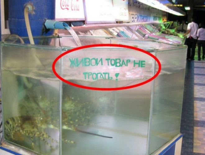 Живой товар