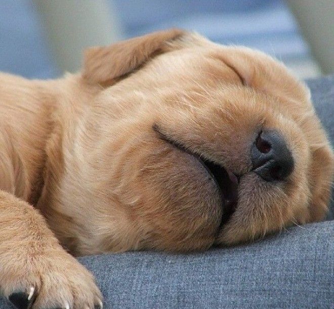 17 ситуаций знакомых тем кому для сна нужно минимум 9 часов