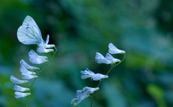 40 шокирующих фото о том как животные умеют маскироваться