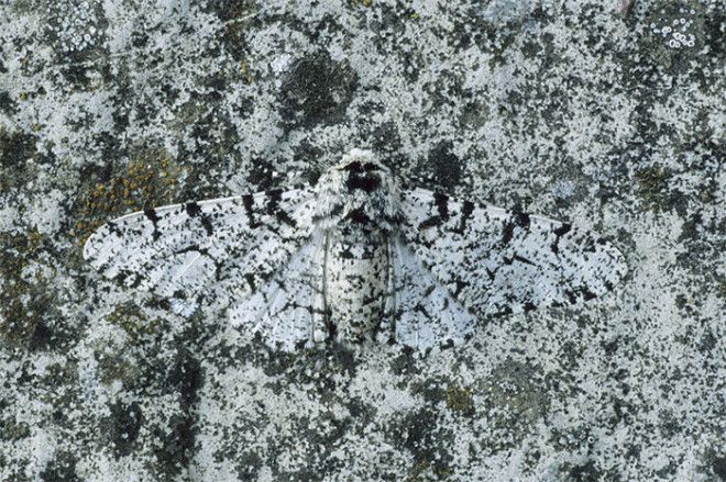 40 шокирующих фото о том как животные умеют маскироваться