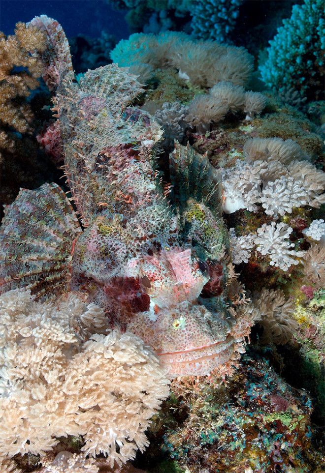 40 шокирующих фото о том как животные умеют маскироваться