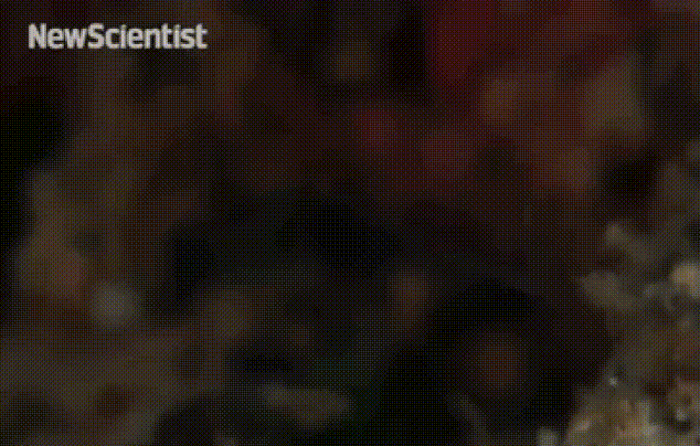 40 шокирующих фото о том как животные умеют маскироваться