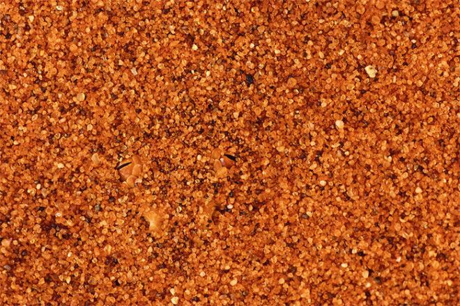 40 шокирующих фото о том как животные умеют маскироваться