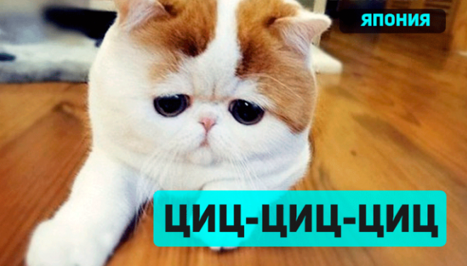 Забавная подборка о том как подзывают кошек в разных странах