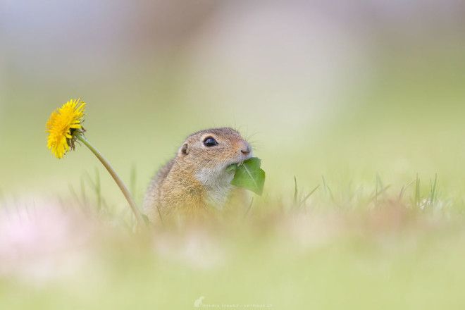 Суслики самые трогательные существа на свете