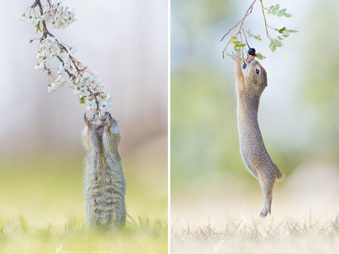 Суслики самые трогательные существа на свете