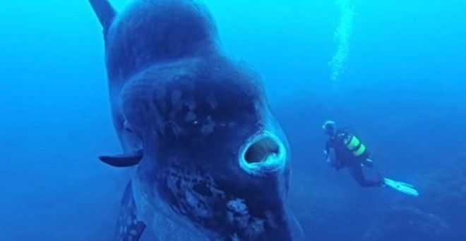 Правда или вымысел 15 животныхгигантов