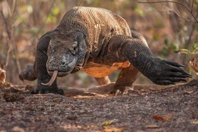 Комодский дракон для Рейгана