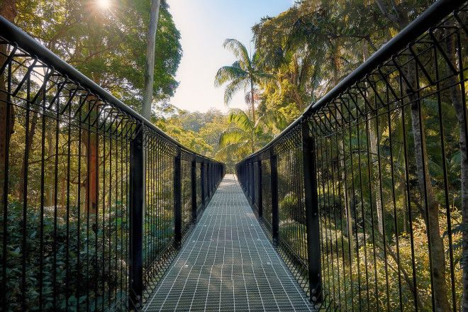 Tamborine Rainforest Skywalk