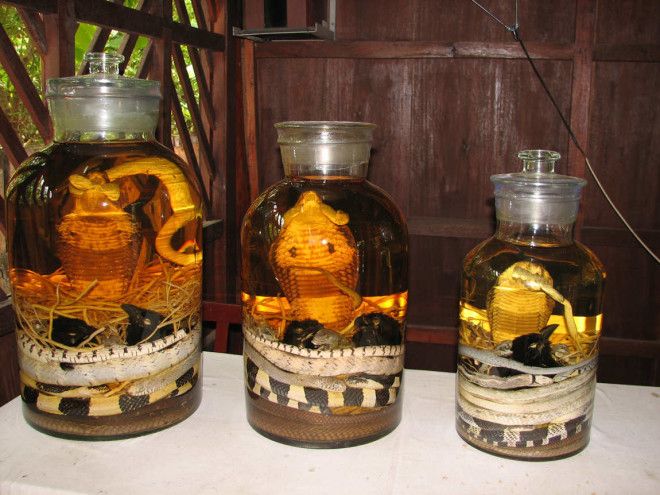 Вино из змеи