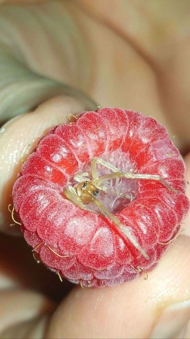 15 мерзких фото которые будут сниться вам в кошмарных снах