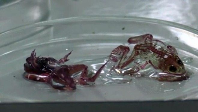 15 шокирующих результатов научных экспериментов 