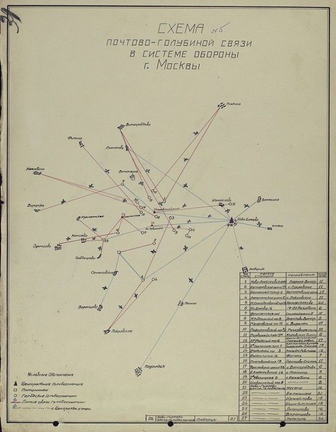 Загадка века Как почтовые голуби находят дорогу